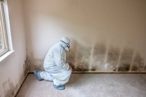 Mold Odor Removal Services in Waynesburg, OH